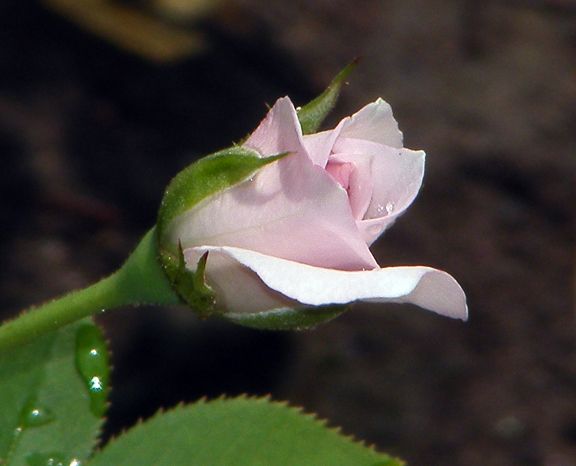 Violet Mist photo vm2012_07180040_zps24388446.jpg